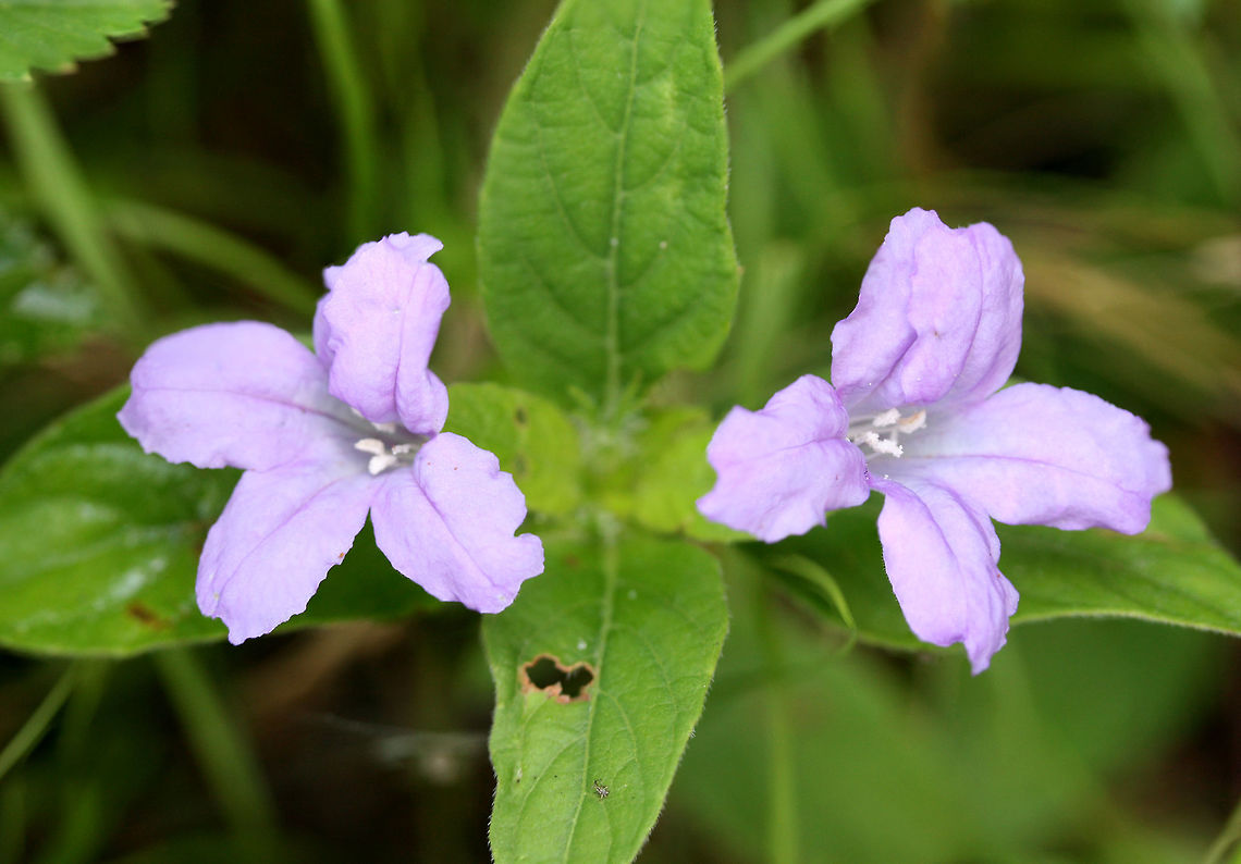 Carolina wild petunia (Ruellia caroliniensis) Growing in a backyard habitat in NW Georgia.<br />
<figure class="photo"><a href="https://www.jungledragon.com/image/61243/carolina_wild_petunia_ruellia_caroliniensis.html" title="Carolina wild petunia (Ruellia caroliniensis)"><img src="https://s3.amazonaws.com/media.jungledragon.com/images/3231/61243_thumb.jpg?AWSAccessKeyId=05GMT0V3GWVNE7GGM1R2&Expires=1759968010&Signature=kPb7gOub4XPfqx4FmG2vK24UJ9Y%3D" width="200" height="134" alt="Carolina wild petunia (Ruellia caroliniensis) Growing in a backyard habitat in NW Georgia.<br />
https://www.jungledragon.com/image/61242/carolina_wild_petunia_ruellia_caroliniensis.html Carolina wild petunia,Geotagged,Ruellia caroliniensis,Spring,United States" /></a></figure> Carolina wild petunia,Geotagged,Ruellia caroliniensis,Spring,United States