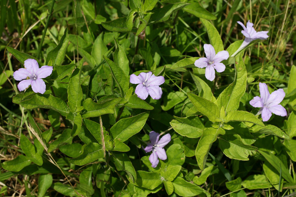Carolina wild petunia (Ruellia caroliniensis) Growing in a backyard habitat in NW Georgia.<br />
<figure class="photo"><a href="https://www.jungledragon.com/image/61242/carolina_wild_petunia_ruellia_caroliniensis.html" title="Carolina wild petunia (Ruellia caroliniensis)"><img src="https://s3.amazonaws.com/media.jungledragon.com/images/3231/61242_thumb.jpg?AWSAccessKeyId=05GMT0V3GWVNE7GGM1R2&Expires=1767225610&Signature=fYrXAbyY7wJ1V4Fj6LjQWVdCW78%3D" width="200" height="140" alt="Carolina wild petunia (Ruellia caroliniensis) Growing in a backyard habitat in NW Georgia.<br />
https://www.jungledragon.com/image/61243/carolina_wild_petunia_ruellia_caroliniensis.html Carolina wild petunia,Geotagged,Ruellia caroliniensis,Spring,United States" /></a></figure> Carolina wild petunia,Geotagged,Ruellia caroliniensis,Spring,United States
