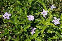 Carolina wild petunia (Ruellia caroliniensis) Growing in a backyard habitat in NW Georgia.<br />
https://www.jungledragon.com/image/61242/carolina_wild_petunia_ruellia_caroliniensis.html Carolina wild petunia,Geotagged,Ruellia caroliniensis,Spring,United States