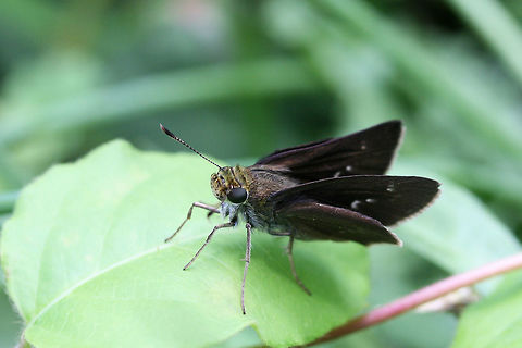 Dun Skipper (Euphyes vestris) Skipper resting on foliage in a backyard habitat in NW Georgia. Dun Skipper,Euphyes vestris,Geotagged,Spring,United States