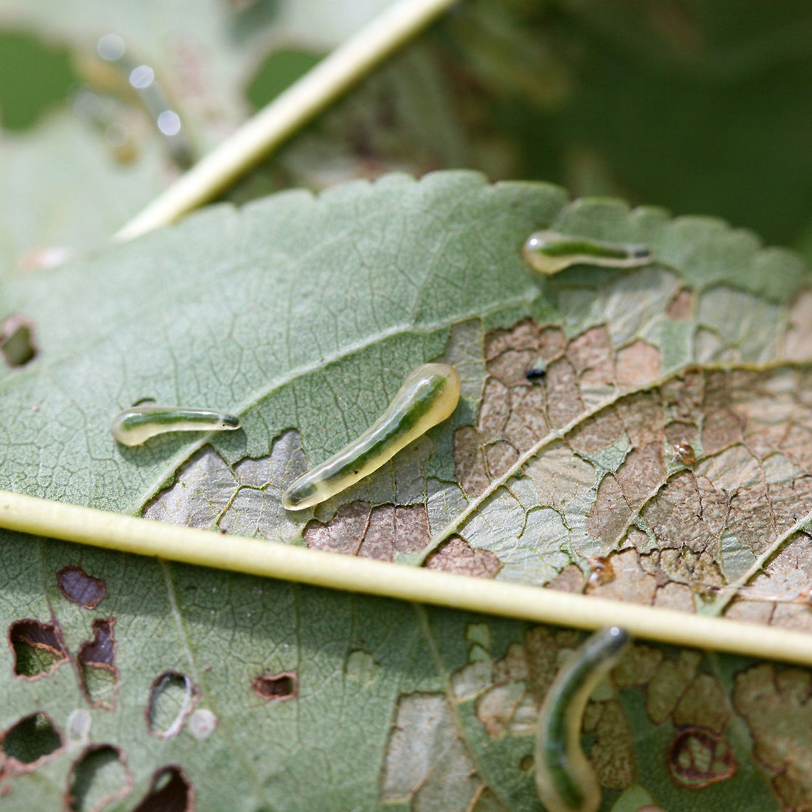 Tenthredinid Sawfly Larvae (Caliroa liturata) on Prunus sp. Description:<br />
<br />
Slimy, translucent green to pale yellow sawfly larvae which had infested a young peach tree.<br />
<br />
Habitat:<br />
<br />
Infesting a young peach tree on an organic farm/homestead in Northeast Alabama. Surrounded by mixed hardwood and pine forest.<br />
<br />
Notes:<br />
<br />
Pictured are the larvae of the hymenopteran sawfly. The larval forms of sawflies are usually herbivorous--and can be problematic agricultural pests. They usually undergo complete metamorphosis underground after falling from the host tree.<br />
<br />
<figure class="photo"><a href="https://www.jungledragon.com/image/61273/tenthredinid_sawfly_larvae_caliroa_liturata_on_prunus_sp.html" title="Tenthredinid Sawfly Larvae (Caliroa liturata) on Prunus sp."><img src="https://s3.amazonaws.com/media.jungledragon.com/images/3231/61273_thumb.JPG?AWSAccessKeyId=05GMT0V3GWVNE7GGM1R2&Expires=1759968010&Signature=dwzULOpaYN7Y1BJP21T3EsLxAZY%3D" width="200" height="200" alt="Tenthredinid Sawfly Larvae (Caliroa liturata) on Prunus sp. Description:<br />
<br />
Slimy, translucent green to pale yellow sawfly larvae which had infested a young peach tree.<br />
<br />
Habitat:<br />
<br />
Infesting a young peach tree on an organic farm/homestead in Northeast Alabama. Surrounded by mixed hardwood and pine forest.<br />
<br />
Notes:<br />
<br />
Pictured are the larvae of the hymenopteran sawfly. The larval forms of sawflies are usually herbivorous--and can be problematic agricultural pests. They usually undergo complete metamorphosis underground after falling from the host tree.<br />
https://www.jungledragon.com/image/61270/tenthredinid_sawfly_larvae_caliroa_sp._on_prunus_sp.html<br />
https://www.jungledragon.com/image/61272/tenthredinid_sawfly_larvae_caliroa_sp._on_prunus_sp.html<br />
https://www.jungledragon.com/image/61271/tenthredinid_sawfly_larvae_caliroa_sp._on_prunus_sp.html Caliroa liturata,Geotagged,Summer,United States" /></a></figure><br />
<figure class="photo"><a href="https://www.jungledragon.com/image/61272/tenthredinid_sawfly_larvae_caliroa_liturata_on_prunus_sp.html" title="Tenthredinid Sawfly Larvae (Caliroa liturata) on Prunus sp."><img src="https://s3.amazonaws.com/media.jungledragon.com/images/3231/61272_thumb.JPG?AWSAccessKeyId=05GMT0V3GWVNE7GGM1R2&Expires=1759968010&Signature=jnzf9x9KWSQ2V0BPBfnsJHpaYIw%3D" width="200" height="134" alt="Tenthredinid Sawfly Larvae (Caliroa liturata) on Prunus sp. Description:<br />
<br />
Slimy, translucent green to pale yellow sawfly larvae which had infested a young peach tree.<br />
<br />
Habitat:<br />
<br />
Infesting a young peach tree on an organic farm/homestead in Northeast Alabama. Surrounded by mixed hardwood and pine forest.<br />
<br />
Notes:<br />
<br />
Pictured are the larvae of the hymenopteran sawfly. The larval forms of sawflies are usually herbivorous--and can be problematic agricultural pests. They usually undergo complete metamorphosis underground after falling from the host tree.<br />
https://www.jungledragon.com/image/61273/tenthredinid_sawfly_larvae_caliroa_sp._on_prunus_sp.html<br />
https://www.jungledragon.com/image/61272/tenthredinid_sawfly_larvae_caliroa_sp._on_prunus_sp.html<br />
https://www.jungledragon.com/image/61271/tenthredinid_sawfly_larvae_caliroa_sp._on_prunus_sp.html Caliroa liturata,Geotagged,Summer,United States" /></a></figure><br />
<figure class="photo"><a href="https://www.jungledragon.com/image/61271/tenthredinid_sawfly_larvae_caliroa_liturata_on_prunus_sp.html" title="Tenthredinid Sawfly Larvae (Caliroa liturata) on Prunus sp."><img src="https://s3.amazonaws.com/media.jungledragon.com/images/3231/61271_thumb.JPG?AWSAccessKeyId=05GMT0V3GWVNE7GGM1R2&Expires=1759968010&Signature=J%2FrgsOmDV%2F6hIoxNJHPjU7NSDl8%3D" width="200" height="200" alt="Tenthredinid Sawfly Larvae (Caliroa liturata) on Prunus sp. Description:<br />
<br />
Slimy, translucent green to pale yellow sawfly larvae which had infested a young peach tree.<br />
<br />
Habitat:<br />
<br />
Infesting a young peach tree on an organic farm/homestead in Northeast Alabama. Surrounded by mixed hardwood and pine forest.<br />
<br />
Notes:<br />
<br />
Pictured are the larvae of the hymenopteran sawfly. The larval forms of sawflies are usually herbivorous--and can be problematic agricultural pests. They usually undergo complete metamorphosis underground after falling from the host tree.<br />
https://www.jungledragon.com/image/61273/tenthredinid_sawfly_larvae_caliroa_sp._on_prunus_sp.html<br />
https://www.jungledragon.com/image/61272/tenthredinid_sawfly_larvae_caliroa_sp._on_prunus_sp.html Caliroa liturata,Geotagged,Summer,United States" /></a></figure> Caliroa liturata,Geotagged,Summer,United States