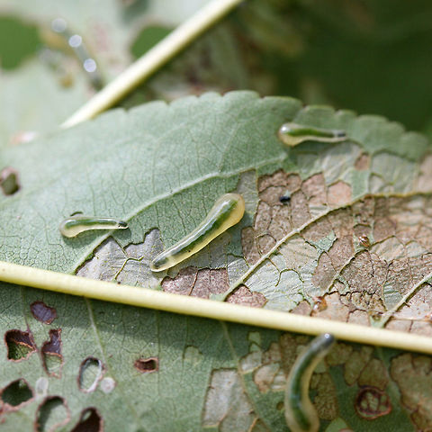 Tenthredinid Sawfly Larvae (Caliroa liturata) on Prunus sp. Description:

Slimy, translucent green to pale yellow sawfly larvae which had infested a young peach tree.

Habitat:

Infesting a young peach tree on an organic farm/homestead in Northeast Alabama. Surrounded by mixed hardwood and pine forest.

Notes:

Pictured are the larvae of the hymenopteran sawfly. The larval forms of sawflies are usually herbivorous--and can be problematic agricultural pests. They usually undergo complete metamorphosis underground after falling from the host tree.

https://www.jungledragon.com/image/61273/tenthredinid_sawfly_larvae_caliroa_sp._on_prunus_sp.html
https://www.jungledragon.com/image/61272/tenthredinid_sawfly_larvae_caliroa_sp._on_prunus_sp.html
https://www.jungledragon.com/image/61271/tenthredinid_sawfly_larvae_caliroa_sp._on_prunus_sp.html Caliroa liturata,Geotagged,Summer,United States