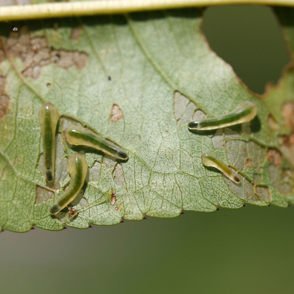 Tenthredinid Sawfly Larvae (Caliroa liturata) on Prunus sp. Description:<br />
<br />
Slimy, translucent green to pale yellow sawfly larvae which had infested a young peach tree.<br />
<br />
Habitat:<br />
<br />
Infesting a young peach tree on an organic farm/homestead in Northeast Alabama. Surrounded by mixed hardwood and pine forest.<br />
<br />
Notes:<br />
<br />
Pictured are the larvae of the hymenopteran sawfly. The larval forms of sawflies are usually herbivorous--and can be problematic agricultural pests. They usually undergo complete metamorphosis underground after falling from the host tree.<br />
<figure class="photo"><a href="https://www.jungledragon.com/image/61273/tenthredinid_sawfly_larvae_caliroa_liturata_on_prunus_sp.html" title="Tenthredinid Sawfly Larvae (Caliroa liturata) on Prunus sp."><img src="https://s3.amazonaws.com/media.jungledragon.com/images/3231/61273_thumb.JPG?AWSAccessKeyId=05GMT0V3GWVNE7GGM1R2&Expires=1767225610&Signature=i5J7pKaKimyQc8rGz%2FokYW7THbI%3D" width="200" height="200" alt="Tenthredinid Sawfly Larvae (Caliroa liturata) on Prunus sp. Description:<br />
<br />
Slimy, translucent green to pale yellow sawfly larvae which had infested a young peach tree.<br />
<br />
Habitat:<br />
<br />
Infesting a young peach tree on an organic farm/homestead in Northeast Alabama. Surrounded by mixed hardwood and pine forest.<br />
<br />
Notes:<br />
<br />
Pictured are the larvae of the hymenopteran sawfly. The larval forms of sawflies are usually herbivorous--and can be problematic agricultural pests. They usually undergo complete metamorphosis underground after falling from the host tree.<br />
https://www.jungledragon.com/image/61270/tenthredinid_sawfly_larvae_caliroa_sp._on_prunus_sp.html<br />
https://www.jungledragon.com/image/61272/tenthredinid_sawfly_larvae_caliroa_sp._on_prunus_sp.html<br />
https://www.jungledragon.com/image/61271/tenthredinid_sawfly_larvae_caliroa_sp._on_prunus_sp.html Caliroa liturata,Geotagged,Summer,United States" /></a></figure><br />
<figure class="photo"><a href="https://www.jungledragon.com/image/61272/tenthredinid_sawfly_larvae_caliroa_liturata_on_prunus_sp.html" title="Tenthredinid Sawfly Larvae (Caliroa liturata) on Prunus sp."><img src="https://s3.amazonaws.com/media.jungledragon.com/images/3231/61272_thumb.JPG?AWSAccessKeyId=05GMT0V3GWVNE7GGM1R2&Expires=1767225610&Signature=UmZYIb8weyFttEarmCOiSNoCk4M%3D" width="200" height="134" alt="Tenthredinid Sawfly Larvae (Caliroa liturata) on Prunus sp. Description:<br />
<br />
Slimy, translucent green to pale yellow sawfly larvae which had infested a young peach tree.<br />
<br />
Habitat:<br />
<br />
Infesting a young peach tree on an organic farm/homestead in Northeast Alabama. Surrounded by mixed hardwood and pine forest.<br />
<br />
Notes:<br />
<br />
Pictured are the larvae of the hymenopteran sawfly. The larval forms of sawflies are usually herbivorous--and can be problematic agricultural pests. They usually undergo complete metamorphosis underground after falling from the host tree.<br />
https://www.jungledragon.com/image/61273/tenthredinid_sawfly_larvae_caliroa_sp._on_prunus_sp.html<br />
https://www.jungledragon.com/image/61272/tenthredinid_sawfly_larvae_caliroa_sp._on_prunus_sp.html<br />
https://www.jungledragon.com/image/61271/tenthredinid_sawfly_larvae_caliroa_sp._on_prunus_sp.html Caliroa liturata,Geotagged,Summer,United States" /></a></figure> Caliroa liturata,Geotagged,Summer,United States