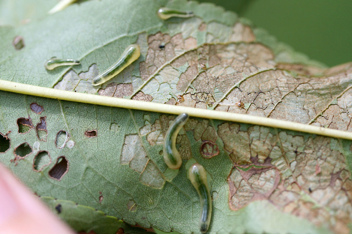 Tenthredinid Sawfly Larvae (Caliroa liturata) on Prunus sp. Description:<br />
<br />
Slimy, translucent green to pale yellow sawfly larvae which had infested a young peach tree.<br />
<br />
Habitat:<br />
<br />
Infesting a young peach tree on an organic farm/homestead in Northeast Alabama. Surrounded by mixed hardwood and pine forest.<br />
<br />
Notes:<br />
<br />
Pictured are the larvae of the hymenopteran sawfly. The larval forms of sawflies are usually herbivorous--and can be problematic agricultural pests. They usually undergo complete metamorphosis underground after falling from the host tree.<br />
<figure class="photo"><a href="https://www.jungledragon.com/image/61273/tenthredinid_sawfly_larvae_caliroa_liturata_on_prunus_sp.html" title="Tenthredinid Sawfly Larvae (Caliroa liturata) on Prunus sp."><img src="https://s3.amazonaws.com/media.jungledragon.com/images/3231/61273_thumb.JPG?AWSAccessKeyId=05GMT0V3GWVNE7GGM1R2&Expires=1767225610&Signature=i5J7pKaKimyQc8rGz%2FokYW7THbI%3D" width="200" height="200" alt="Tenthredinid Sawfly Larvae (Caliroa liturata) on Prunus sp. Description:<br />
<br />
Slimy, translucent green to pale yellow sawfly larvae which had infested a young peach tree.<br />
<br />
Habitat:<br />
<br />
Infesting a young peach tree on an organic farm/homestead in Northeast Alabama. Surrounded by mixed hardwood and pine forest.<br />
<br />
Notes:<br />
<br />
Pictured are the larvae of the hymenopteran sawfly. The larval forms of sawflies are usually herbivorous--and can be problematic agricultural pests. They usually undergo complete metamorphosis underground after falling from the host tree.<br />
https://www.jungledragon.com/image/61270/tenthredinid_sawfly_larvae_caliroa_sp._on_prunus_sp.html<br />
https://www.jungledragon.com/image/61272/tenthredinid_sawfly_larvae_caliroa_sp._on_prunus_sp.html<br />
https://www.jungledragon.com/image/61271/tenthredinid_sawfly_larvae_caliroa_sp._on_prunus_sp.html Caliroa liturata,Geotagged,Summer,United States" /></a></figure><br />
<figure class="photo"><a href="https://www.jungledragon.com/image/61272/tenthredinid_sawfly_larvae_caliroa_liturata_on_prunus_sp.html" title="Tenthredinid Sawfly Larvae (Caliroa liturata) on Prunus sp."><img src="https://s3.amazonaws.com/media.jungledragon.com/images/3231/61272_thumb.JPG?AWSAccessKeyId=05GMT0V3GWVNE7GGM1R2&Expires=1767225610&Signature=UmZYIb8weyFttEarmCOiSNoCk4M%3D" width="200" height="134" alt="Tenthredinid Sawfly Larvae (Caliroa liturata) on Prunus sp. Description:<br />
<br />
Slimy, translucent green to pale yellow sawfly larvae which had infested a young peach tree.<br />
<br />
Habitat:<br />
<br />
Infesting a young peach tree on an organic farm/homestead in Northeast Alabama. Surrounded by mixed hardwood and pine forest.<br />
<br />
Notes:<br />
<br />
Pictured are the larvae of the hymenopteran sawfly. The larval forms of sawflies are usually herbivorous--and can be problematic agricultural pests. They usually undergo complete metamorphosis underground after falling from the host tree.<br />
https://www.jungledragon.com/image/61273/tenthredinid_sawfly_larvae_caliroa_sp._on_prunus_sp.html<br />
https://www.jungledragon.com/image/61272/tenthredinid_sawfly_larvae_caliroa_sp._on_prunus_sp.html<br />
https://www.jungledragon.com/image/61271/tenthredinid_sawfly_larvae_caliroa_sp._on_prunus_sp.html Caliroa liturata,Geotagged,Summer,United States" /></a></figure><br />
<figure class="photo"><a href="https://www.jungledragon.com/image/61271/tenthredinid_sawfly_larvae_caliroa_liturata_on_prunus_sp.html" title="Tenthredinid Sawfly Larvae (Caliroa liturata) on Prunus sp."><img src="https://s3.amazonaws.com/media.jungledragon.com/images/3231/61271_thumb.JPG?AWSAccessKeyId=05GMT0V3GWVNE7GGM1R2&Expires=1767225610&Signature=itSwuz68TPYgNXeC66F0OPUI7Dg%3D" width="200" height="200" alt="Tenthredinid Sawfly Larvae (Caliroa liturata) on Prunus sp. Description:<br />
<br />
Slimy, translucent green to pale yellow sawfly larvae which had infested a young peach tree.<br />
<br />
Habitat:<br />
<br />
Infesting a young peach tree on an organic farm/homestead in Northeast Alabama. Surrounded by mixed hardwood and pine forest.<br />
<br />
Notes:<br />
<br />
Pictured are the larvae of the hymenopteran sawfly. The larval forms of sawflies are usually herbivorous--and can be problematic agricultural pests. They usually undergo complete metamorphosis underground after falling from the host tree.<br />
https://www.jungledragon.com/image/61273/tenthredinid_sawfly_larvae_caliroa_sp._on_prunus_sp.html<br />
https://www.jungledragon.com/image/61272/tenthredinid_sawfly_larvae_caliroa_sp._on_prunus_sp.html Caliroa liturata,Geotagged,Summer,United States" /></a></figure> Caliroa liturata,Geotagged,Summer,United States