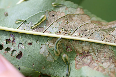 Tenthredinid Sawfly Larvae (Caliroa liturata) on Prunus sp. Description:

Slimy, translucent green to pale yellow sawfly larvae which had infested a young peach tree.

Habitat:

Infesting a young peach tree on an organic farm/homestead in Northeast Alabama. Surrounded by mixed hardwood and pine forest.

Notes:

Pictured are the larvae of the hymenopteran sawfly. The larval forms of sawflies are usually herbivorous--and can be problematic agricultural pests. They usually undergo complete metamorphosis underground after falling from the host tree.
https://www.jungledragon.com/image/61273/tenthredinid_sawfly_larvae_caliroa_sp._on_prunus_sp.html
https://www.jungledragon.com/image/61272/tenthredinid_sawfly_larvae_caliroa_sp._on_prunus_sp.html
https://www.jungledragon.com/image/61271/tenthredinid_sawfly_larvae_caliroa_sp._on_prunus_sp.html Caliroa liturata,Geotagged,Summer,United States