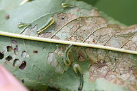 Tenthredinid Sawfly Larvae (Caliroa liturata) on Prunus sp. Description:<br />
<br />
Slimy, translucent green to pale yellow sawfly larvae which had infested a young peach tree.<br />
<br />
Habitat:<br />
<br />
Infesting a young peach tree on an organic farm/homestead in Northeast Alabama. Surrounded by mixed hardwood and pine forest.<br />
<br />
Notes:<br />
<br />
Pictured are the larvae of the hymenopteran sawfly. The larval forms of sawflies are usually herbivorous--and can be problematic agricultural pests. They usually undergo complete metamorphosis underground after falling from the host tree.<br />
https://www.jungledragon.com/image/61273/tenthredinid_sawfly_larvae_caliroa_sp._on_prunus_sp.html<br />
https://www.jungledragon.com/image/61272/tenthredinid_sawfly_larvae_caliroa_sp._on_prunus_sp.html<br />
https://www.jungledragon.com/image/61271/tenthredinid_sawfly_larvae_caliroa_sp._on_prunus_sp.html Caliroa liturata,Geotagged,Summer,United States