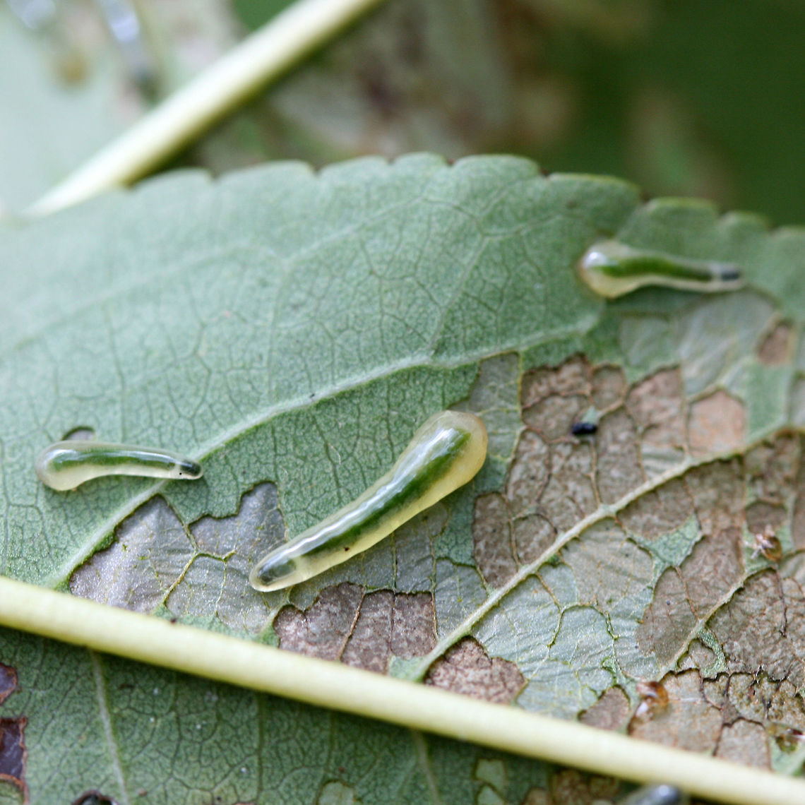 Tenthredinid Sawfly Larvae (Caliroa liturata) on Prunus sp. Description:<br />
<br />
Slimy, translucent green to pale yellow sawfly larvae which had infested a young peach tree.<br />
<br />
Habitat:<br />
<br />
Infesting a young peach tree on an organic farm/homestead in Northeast Alabama. Surrounded by mixed hardwood and pine forest.<br />
<br />
Notes:<br />
<br />
Pictured are the larvae of the hymenopteran sawfly. The larval forms of sawflies are usually herbivorous--and can be problematic agricultural pests. They usually undergo complete metamorphosis underground after falling from the host tree.<br />
<figure class="photo"><a href="https://www.jungledragon.com/image/61270/tenthredinid_sawfly_larvae_caliroa_liturata_on_prunus_sp.html" title="Tenthredinid Sawfly Larvae (Caliroa liturata) on Prunus sp."><img src="https://s3.amazonaws.com/media.jungledragon.com/images/3231/61270_thumb.JPG?AWSAccessKeyId=05GMT0V3GWVNE7GGM1R2&Expires=1759968010&Signature=uBBaZJGsekDJydARt%2FbXXKGHw5A%3D" width="200" height="200" alt="Tenthredinid Sawfly Larvae (Caliroa liturata) on Prunus sp. Description:<br />
<br />
Slimy, translucent green to pale yellow sawfly larvae which had infested a young peach tree.<br />
<br />
Habitat:<br />
<br />
Infesting a young peach tree on an organic farm/homestead in Northeast Alabama. Surrounded by mixed hardwood and pine forest.<br />
<br />
Notes:<br />
<br />
Pictured are the larvae of the hymenopteran sawfly. The larval forms of sawflies are usually herbivorous--and can be problematic agricultural pests. They usually undergo complete metamorphosis underground after falling from the host tree.<br />
<br />
https://www.jungledragon.com/image/61273/tenthredinid_sawfly_larvae_caliroa_sp._on_prunus_sp.html<br />
https://www.jungledragon.com/image/61272/tenthredinid_sawfly_larvae_caliroa_sp._on_prunus_sp.html<br />
https://www.jungledragon.com/image/61271/tenthredinid_sawfly_larvae_caliroa_sp._on_prunus_sp.html Caliroa liturata,Geotagged,Summer,United States" /></a></figure><br />
<figure class="photo"><a href="https://www.jungledragon.com/image/61272/tenthredinid_sawfly_larvae_caliroa_liturata_on_prunus_sp.html" title="Tenthredinid Sawfly Larvae (Caliroa liturata) on Prunus sp."><img src="https://s3.amazonaws.com/media.jungledragon.com/images/3231/61272_thumb.JPG?AWSAccessKeyId=05GMT0V3GWVNE7GGM1R2&Expires=1759968010&Signature=jnzf9x9KWSQ2V0BPBfnsJHpaYIw%3D" width="200" height="134" alt="Tenthredinid Sawfly Larvae (Caliroa liturata) on Prunus sp. Description:<br />
<br />
Slimy, translucent green to pale yellow sawfly larvae which had infested a young peach tree.<br />
<br />
Habitat:<br />
<br />
Infesting a young peach tree on an organic farm/homestead in Northeast Alabama. Surrounded by mixed hardwood and pine forest.<br />
<br />
Notes:<br />
<br />
Pictured are the larvae of the hymenopteran sawfly. The larval forms of sawflies are usually herbivorous--and can be problematic agricultural pests. They usually undergo complete metamorphosis underground after falling from the host tree.<br />
https://www.jungledragon.com/image/61273/tenthredinid_sawfly_larvae_caliroa_sp._on_prunus_sp.html<br />
https://www.jungledragon.com/image/61272/tenthredinid_sawfly_larvae_caliroa_sp._on_prunus_sp.html<br />
https://www.jungledragon.com/image/61271/tenthredinid_sawfly_larvae_caliroa_sp._on_prunus_sp.html Caliroa liturata,Geotagged,Summer,United States" /></a></figure><br />
<figure class="photo"><a href="https://www.jungledragon.com/image/61271/tenthredinid_sawfly_larvae_caliroa_liturata_on_prunus_sp.html" title="Tenthredinid Sawfly Larvae (Caliroa liturata) on Prunus sp."><img src="https://s3.amazonaws.com/media.jungledragon.com/images/3231/61271_thumb.JPG?AWSAccessKeyId=05GMT0V3GWVNE7GGM1R2&Expires=1759968010&Signature=J%2FrgsOmDV%2F6hIoxNJHPjU7NSDl8%3D" width="200" height="200" alt="Tenthredinid Sawfly Larvae (Caliroa liturata) on Prunus sp. Description:<br />
<br />
Slimy, translucent green to pale yellow sawfly larvae which had infested a young peach tree.<br />
<br />
Habitat:<br />
<br />
Infesting a young peach tree on an organic farm/homestead in Northeast Alabama. Surrounded by mixed hardwood and pine forest.<br />
<br />
Notes:<br />
<br />
Pictured are the larvae of the hymenopteran sawfly. The larval forms of sawflies are usually herbivorous--and can be problematic agricultural pests. They usually undergo complete metamorphosis underground after falling from the host tree.<br />
https://www.jungledragon.com/image/61273/tenthredinid_sawfly_larvae_caliroa_sp._on_prunus_sp.html<br />
https://www.jungledragon.com/image/61272/tenthredinid_sawfly_larvae_caliroa_sp._on_prunus_sp.html Caliroa liturata,Geotagged,Summer,United States" /></a></figure> Caliroa liturata,Geotagged,Summer,United States