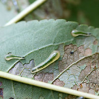 Tenthredinid Sawfly Larvae (Caliroa liturata) on Prunus sp. Description:<br />
<br />
Slimy, translucent green to pale yellow sawfly larvae which had infested a young peach tree.<br />
<br />
Habitat:<br />
<br />
Infesting a young peach tree on an organic farm/homestead in Northeast Alabama. Surrounded by mixed hardwood and pine forest.<br />
<br />
Notes:<br />
<br />
Pictured are the larvae of the hymenopteran sawfly. The larval forms of sawflies are usually herbivorous--and can be problematic agricultural pests. They usually undergo complete metamorphosis underground after falling from the host tree.<br />
https://www.jungledragon.com/image/61270/tenthredinid_sawfly_larvae_caliroa_sp._on_prunus_sp.html<br />
https://www.jungledragon.com/image/61272/tenthredinid_sawfly_larvae_caliroa_sp._on_prunus_sp.html<br />
https://www.jungledragon.com/image/61271/tenthredinid_sawfly_larvae_caliroa_sp._on_prunus_sp.html Caliroa liturata,Geotagged,Summer,United States