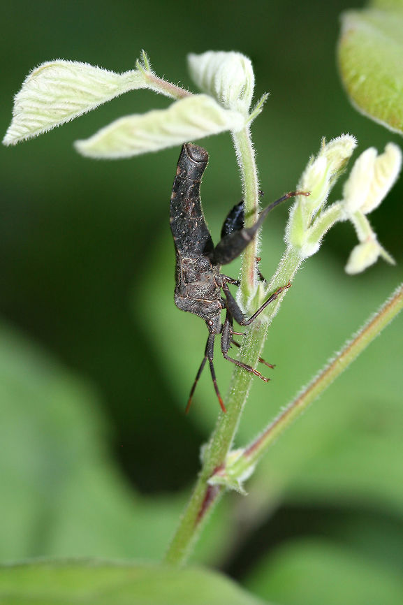 Subfamily Coreinae? Large insect hanging upside down on a plant stem (apparently getting a meal?)<br />
<figure class="photo"><a href="https://www.jungledragon.com/image/61276/subfamily_coreinae.html" title="Subfamily Coreinae?"><img src="https://s3.amazonaws.com/media.jungledragon.com/images/3231/61276_thumb.JPG?AWSAccessKeyId=05GMT0V3GWVNE7GGM1R2&Expires=1759968010&Signature=9jLWhpgK7hK8xg8QrJtxd0xpEG8%3D" width="104" height="152" alt="Subfamily Coreinae? Large insect hanging upside down on a plant stem (apparently getting a meal?)<br />
https://www.jungledragon.com/image/61275/subfamily_coreinae.html Geotagged,Spring,United States" /></a></figure> Geotagged,Spring,United States