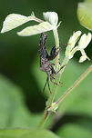 Subfamily Coreinae? Large insect hanging upside down on a plant stem (apparently getting a meal?)<br />
https://www.jungledragon.com/image/61276/subfamily_coreinae.html Geotagged,Spring,United States