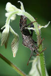 Subfamily Coreinae? Large insect hanging upside down on a plant stem (apparently getting a meal?)<br />
https://www.jungledragon.com/image/61275/subfamily_coreinae.html Geotagged,Spring,United States