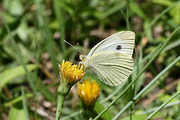 Cabbage White (Pieris rapae) INTRODUCED. White butterfly nectaring in a backyard habitat in NW Georgia (Gordon County), US.<br />
https://www.jungledragon.com/image/61306/cabbage_white_pieris_rapae.html<br />
<br />
Pieris rapae is considered a pest organism to crops and gardens. Geotagged,Pieris rapae,Small White,Spring,United States