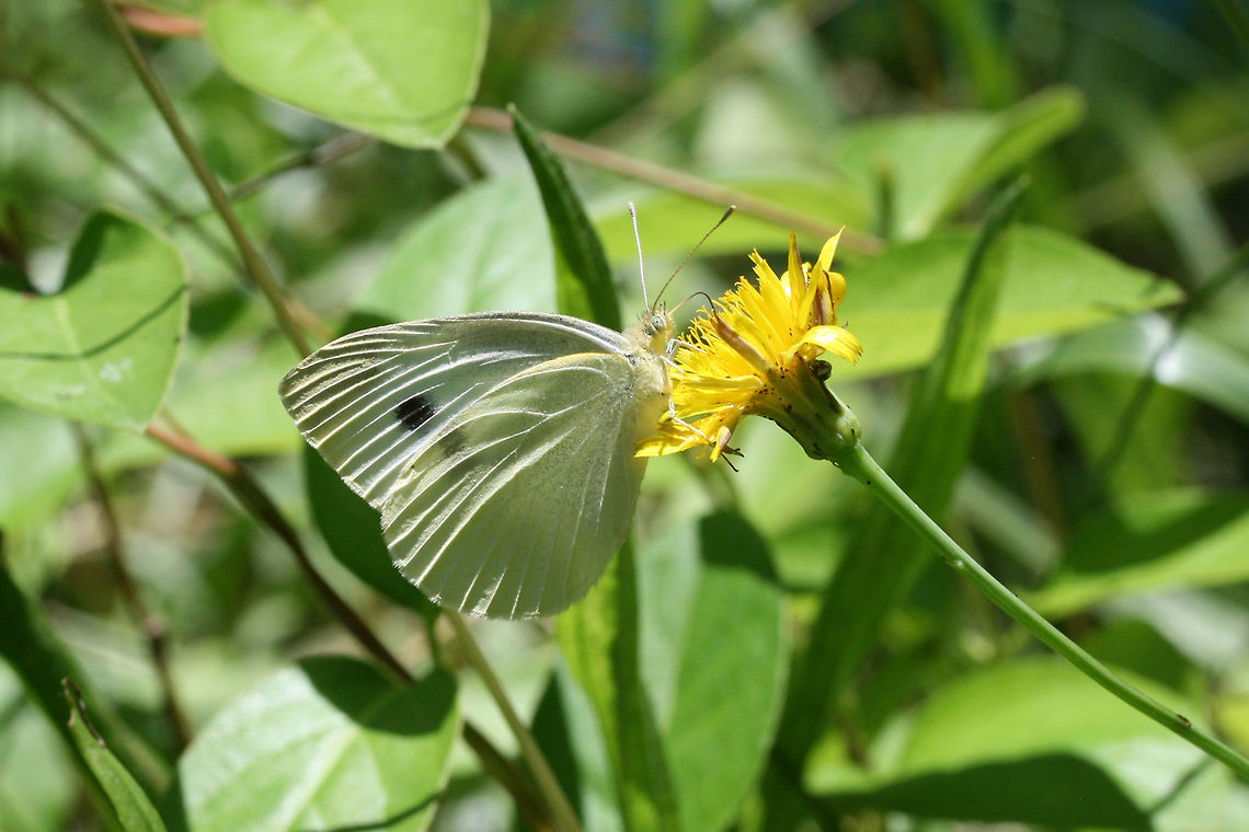 Cabbage White (Pieris rapae) INTRODUCED. Nectaring in a backyard habitat in NW Georgia.<br />
<br />
Pieris rapae is considered a pest organism to crops and gardens.<br />
<figure class="photo"><a href="https://www.jungledragon.com/image/61305/cabbage_white_pieris_rapae.html" title="Cabbage White (Pieris rapae)"><img src="https://s3.amazonaws.com/media.jungledragon.com/images/3231/61305_thumb.jpg?AWSAccessKeyId=05GMT0V3GWVNE7GGM1R2&Expires=1767225610&Signature=LChFLAK2RPmokkOPqtJ7zkBfzHs%3D" width="200" height="134" alt="Cabbage White (Pieris rapae) INTRODUCED. White butterfly nectaring in a backyard habitat in NW Georgia (Gordon County), US.<br />
https://www.jungledragon.com/image/61306/cabbage_white_pieris_rapae.html<br />
<br />
Pieris rapae is considered a pest organism to crops and gardens. Geotagged,Pieris rapae,Small White,Spring,United States" /></a></figure> Geotagged,Pieris rapae,Small White,Spring,United States