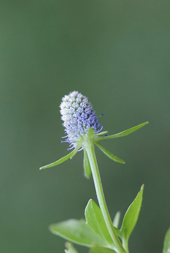 Creeping Eryngo (Eryngium prostratum) NATIVE. A creeping plant with tiny blue clusters of flowers growing in an overgrown, meadowy backyard habitat. <br />
<br />
*More photos to come. I had terrible lighting yesterday, and I was unable to get great shots!<br />
<br />
<figure class="photo"><a href="https://www.jungledragon.com/image/61325/creeping_eryngo_eryngium_prostratum.html" title="Creeping Eryngo (Eryngium prostratum)"><img src="https://s3.amazonaws.com/media.jungledragon.com/images/3231/61325_thumb.jpg?AWSAccessKeyId=05GMT0V3GWVNE7GGM1R2&Expires=1759968010&Signature=AGOmHLCv8P16pU78flPF0Rt%2Bb5c%3D" width="102" height="152" alt="Creeping Eryngo (Eryngium prostratum) A creeping plant with tiny blue clusters of flowers growing in an overgrown, meadowy backyard habitat. <br />
<br />
*More photos to come. I had terrible lighting yesterday, and I was unable to get great shots!<br />
https://www.jungledragon.com/image/61324/creeping_eryngo_eryngium_prostratum.html Creeping Eryngo,Eryngium prostratum,Geotagged,Spring,United States" /></a></figure> Creeping Eryngo,Eryngium prostratum,Geotagged,Spring,United States