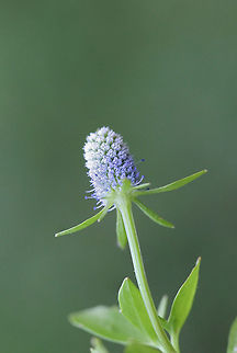 Creeping Eryngo (Eryngium prostratum) NATIVE. A creeping plant with tiny blue clusters of flowers growing in an overgrown, meadowy backyard habitat. 

*More photos to come. I had terrible lighting yesterday, and I was unable to get great shots!

https://www.jungledragon.com/image/61325/creeping_eryngo_eryngium_prostratum.html Creeping Eryngo,Eryngium prostratum,Geotagged,Spring,United States