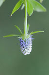 Creeping Eryngo (Eryngium prostratum) A creeping plant with tiny blue clusters of flowers growing in an overgrown, meadowy backyard habitat. <br />
<br />
*More photos to come. I had terrible lighting yesterday, and I was unable to get great shots!<br />
https://www.jungledragon.com/image/61324/creeping_eryngo_eryngium_prostratum.html Creeping Eryngo,Eryngium prostratum,Geotagged,Spring,United States