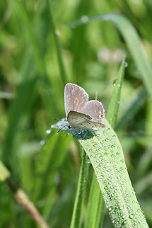 Eastern Tailed Blue (Cupido comyntas) Resting on foliage in a backyard habitat. Cupido comyntas,Eastern Tailed-blue,Geotagged,Spring,United States