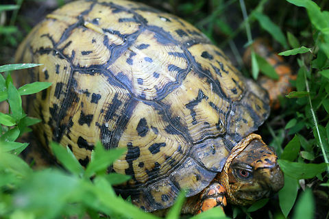 Eastern Box Turtle (Terrapene carolina carolina) We ran across this lovely turtle on our stroll along the dirt road abutting our land. It wasn't interested in moving out of our way and it even turned around to glare at us on our return trip past it!
https://www.jungledragon.com/image/61328/eastern_box_turtle_terrapene_carolina_carolina.html
https://www.jungledragon.com/image/61329/eastern_box_turtle_terrapene_carolina_carolina.html Eastern box turtle,Geotagged,Spring,Terrapene carolina carolina,United States