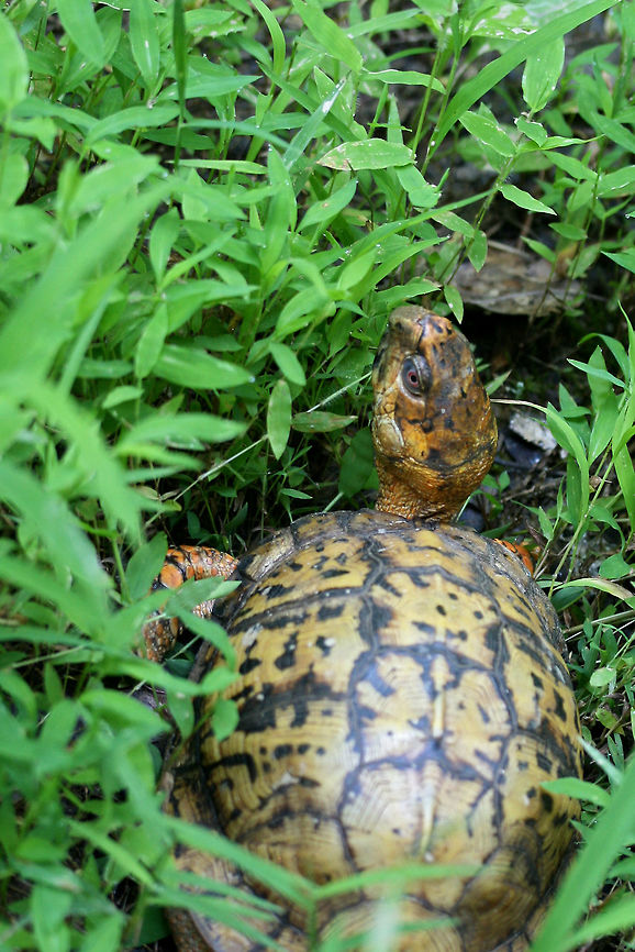 Eastern Box Turtle (Terrapene carolina carolina) We ran across this lovely turtle on our stroll along the dirt road abutting our land. It wasn't interested in moving out of our way and it even turned around to glare at us on our return trip past it!<br />
<br />
<figure class="photo"><a href="https://www.jungledragon.com/image/61327/eastern_box_turtle_terrapene_carolina_carolina.html" title="Eastern Box Turtle (Terrapene carolina carolina)"><img src="https://s3.amazonaws.com/media.jungledragon.com/images/3231/61327_thumb.jpg?AWSAccessKeyId=05GMT0V3GWVNE7GGM1R2&Expires=1770854410&Signature=BNIYrYN5Fzh4z2xGh56XCwJC88s%3D" width="200" height="134" alt="Eastern Box Turtle (Terrapene carolina carolina) We ran across this lovely turtle on our stroll along the dirt road abutting our land. It wasn't interested in moving out of our way and it even turned around to glare at us on our return trip past it!<br />
https://www.jungledragon.com/image/61328/eastern_box_turtle_terrapene_carolina_carolina.html<br />
https://www.jungledragon.com/image/61329/eastern_box_turtle_terrapene_carolina_carolina.html Eastern box turtle,Geotagged,Spring,Terrapene carolina carolina,United States" /></a></figure><br />
<figure class="photo"><a href="https://www.jungledragon.com/image/61329/eastern_box_turtle_terrapene_carolina_carolina.html" title="Eastern Box Turtle (Terrapene carolina carolina)"><img src="https://s3.amazonaws.com/media.jungledragon.com/images/3231/61329_thumb.jpg?AWSAccessKeyId=05GMT0V3GWVNE7GGM1R2&Expires=1770854410&Signature=%2B7s4VlPND5wMYAJhitAUCRUo2s0%3D" width="102" height="152" alt="Eastern Box Turtle (Terrapene carolina carolina) We ran across this lovely turtle on our stroll along the dirt road abutting our land. It wasn't interested in moving out of our way and it even turned around to glare at us on our return trip past it!<br />
https://www.jungledragon.com/image/61328/eastern_box_turtle_terrapene_carolina_carolina.html<br />
https://www.jungledragon.com/image/61327/eastern_box_turtle_terrapene_carolina_carolina.html Eastern box turtle,Geotagged,Spring,Terrapene carolina carolina,United States" /></a></figure> Eastern box turtle,Geotagged,Spring,Terrapene carolina carolina,United States