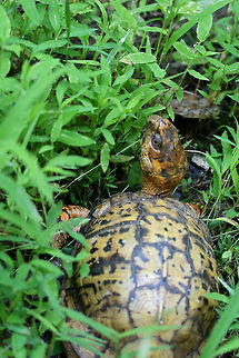 Eastern Box Turtle (Terrapene carolina carolina) We ran across this lovely turtle on our stroll along the dirt road abutting our land. It wasn't interested in moving out of our way and it even turned around to glare at us on our return trip past it!

https://www.jungledragon.com/image/61327/eastern_box_turtle_terrapene_carolina_carolina.html
https://www.jungledragon.com/image/61329/eastern_box_turtle_terrapene_carolina_carolina.html Eastern box turtle,Geotagged,Spring,Terrapene carolina carolina,United States