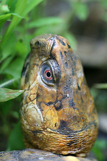Eastern Box Turtle (Terrapene carolina carolina) We ran across this lovely turtle on our stroll along the dirt road abutting our land. It wasn't interested in moving out of our way and it even turned around to glare at us on our return trip past it!
https://www.jungledragon.com/image/61328/eastern_box_turtle_terrapene_carolina_carolina.html
https://www.jungledragon.com/image/61327/eastern_box_turtle_terrapene_carolina_carolina.html Eastern box turtle,Geotagged,Spring,Terrapene carolina carolina,United States