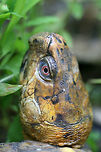 Eastern Box Turtle (Terrapene carolina carolina) We ran across this lovely turtle on our stroll along the dirt road abutting our land. It wasn't interested in moving out of our way and it even turned around to glare at us on our return trip past it!<br />
https://www.jungledragon.com/image/61328/eastern_box_turtle_terrapene_carolina_carolina.html<br />
https://www.jungledragon.com/image/61327/eastern_box_turtle_terrapene_carolina_carolina.html Eastern box turtle,Geotagged,Spring,Terrapene carolina carolina,United States