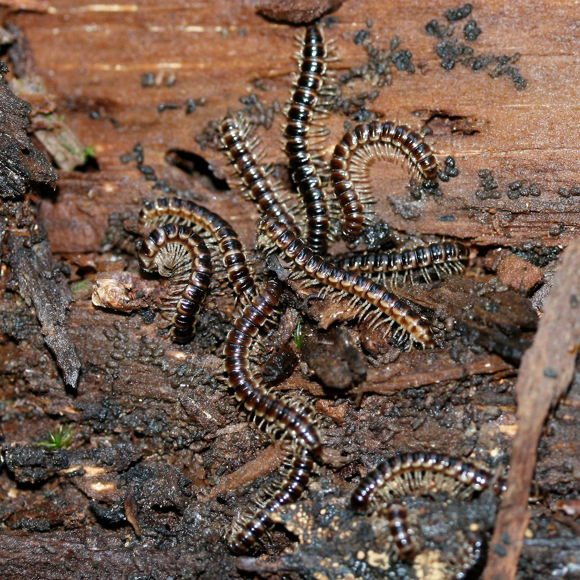 Greenhouse Millipedes (Oxidus gracilis)? Oxidus gracilis?<br />
INTRODUCED.<br />
On a rotting log at the base of a hill at the edge of a dense mixed hardwood/coniferous forest.<br />
<figure class="photo"><a href="https://www.jungledragon.com/image/61335/greenhouse_millipedes_oxidus_gracilis.html" title="Greenhouse Millipedes (Oxidus gracilis)"><img src="https://s3.amazonaws.com/media.jungledragon.com/images/3231/61335_thumb.jpg?AWSAccessKeyId=05GMT0V3GWVNE7GGM1R2&Expires=1759968010&Signature=iYvJpkzmn3QR%2FxDhoUtyn1ivlB8%3D" width="200" height="134" alt="Greenhouse Millipedes (Oxidus gracilis) Oxidus gracilis?<br />
INTRODUCED.<br />
On a rotting log at the base of a hill at the edge of a dense mixed hardwood/coniferous forest.<br />
https://www.jungledragon.com/image/61334/greenhouse_millipedes_oxidus_gracilis.html Geotagged,Oxidus gracilis,Spring,United States" /></a></figure> Geotagged,Oxidus gracilis,Spring,United States