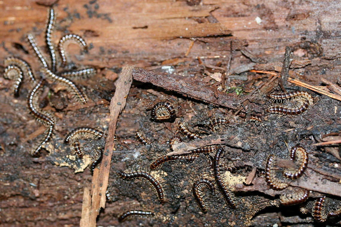 Greenhouse Millipedes (Oxidus gracilis) Oxidus gracilis?<br />
INTRODUCED.<br />
On a rotting log at the base of a hill at the edge of a dense mixed hardwood/coniferous forest.<br />
<figure class="photo"><a href="https://www.jungledragon.com/image/61334/greenhouse_millipedes_oxidus_gracilis.html" title="Greenhouse Millipedes (Oxidus gracilis)?"><img src="https://s3.amazonaws.com/media.jungledragon.com/images/3231/61334_thumb.jpg?AWSAccessKeyId=05GMT0V3GWVNE7GGM1R2&Expires=1767225610&Signature=108qu78RkheW5Rp97SEU43tFRGk%3D" width="200" height="200" alt="Greenhouse Millipedes (Oxidus gracilis)? Oxidus gracilis?<br />
INTRODUCED.<br />
On a rotting log at the base of a hill at the edge of a dense mixed hardwood/coniferous forest.<br />
https://www.jungledragon.com/image/61335/greenhouse_millipedes_oxidus_gracilis.html Geotagged,Oxidus gracilis,Spring,United States" /></a></figure> Geotagged,Oxidus gracilis,Spring,United States