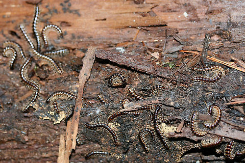 Greenhouse Millipedes (Oxidus gracilis) Oxidus gracilis?
INTRODUCED.
On a rotting log at the base of a hill at the edge of a dense mixed hardwood/coniferous forest.
https://www.jungledragon.com/image/61334/greenhouse_millipedes_oxidus_gracilis.html Geotagged,Oxidus gracilis,Spring,United States