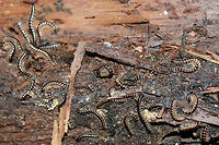 Greenhouse Millipedes (Oxidus gracilis) Oxidus gracilis?<br />
INTRODUCED.<br />
On a rotting log at the base of a hill at the edge of a dense mixed hardwood/coniferous forest.<br />
https://www.jungledragon.com/image/61334/greenhouse_millipedes_oxidus_gracilis.html Geotagged,Oxidus gracilis,Spring,United States