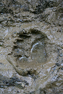American Black Bear (Ursus americanus) Tracks Yet another American Black Bear track on the land! They seem to really enjoy coming down to the vernal pools and seasonal stream, because we are constantly finding tracks. This one, however, is a smaller track than what we have previously seen. We were thinking that this is possibly an adolescent.  American black bear,Geotagged,Spring,United States,Ursus americanus