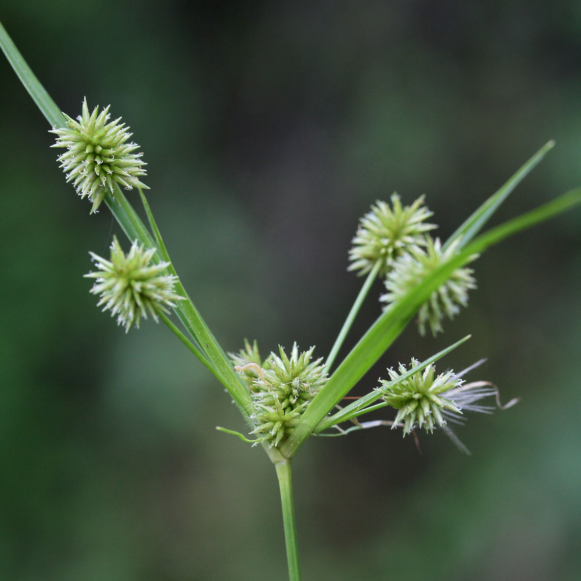 Pine Barren Flatsedge (Cyperus retrorsus) Growing at the overgrown edge of a backyard habitat (in a drainage area).<br />
<figure class="photo"><a href="https://www.jungledragon.com/image/61338/pine_barren_flatsedge_cyperus_retrorsus.html" title="Pine Barren Flatsedge (Cyperus retrorsus)"><img src="https://s3.amazonaws.com/media.jungledragon.com/images/3231/61338_thumb.jpg?AWSAccessKeyId=05GMT0V3GWVNE7GGM1R2&Expires=1759968010&Signature=gqklHkcysEoJ08fUelblV39rcrk%3D" width="102" height="152" alt="Pine Barren Flatsedge (Cyperus retrorsus) Growing at the overgrown edge of a backyard habitat (in a drainage area).<br />
https://www.jungledragon.com/image/61337/pine_barren_flatsedge_cyperus_retrorsus.html Cyperus retrorsus,Geotagged,Pine Barren Flatsedge,Spring,United States" /></a></figure> Cyperus retrorsus,Geotagged,Retrorse Flatsedge,Spring,United States