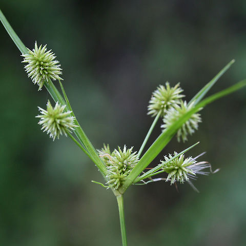 Pine Barren Flatsedge (Cyperus retrorsus) Growing at the overgrown edge of a backyard habitat (in a drainage area).
https://www.jungledragon.com/image/61338/pine_barren_flatsedge_cyperus_retrorsus.html Cyperus retrorsus,Geotagged,Retrorse Flatsedge,Spring,United States