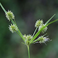 Pine Barren Flatsedge (Cyperus retrorsus) Growing at the overgrown edge of a backyard habitat (in a drainage area).<br />
https://www.jungledragon.com/image/61338/pine_barren_flatsedge_cyperus_retrorsus.html Cyperus retrorsus,Geotagged,Retrorse Flatsedge,Spring,United States