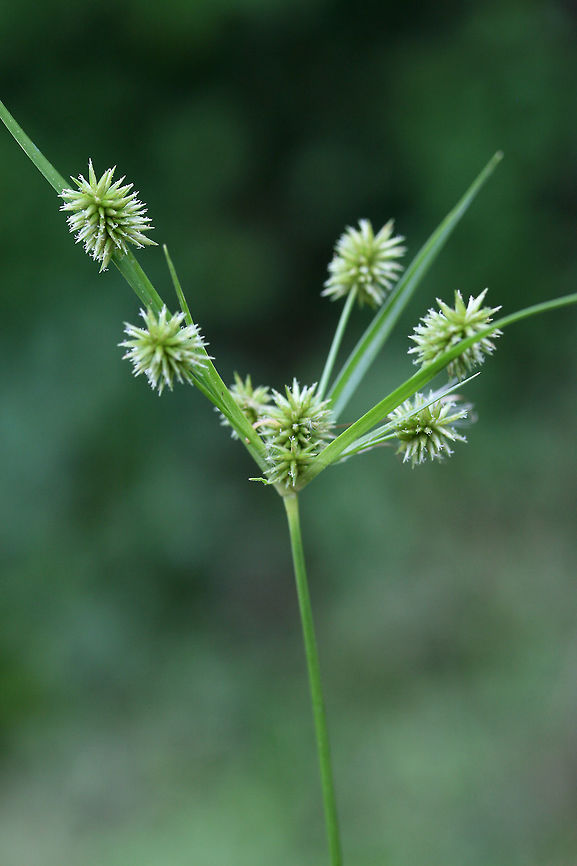 Pine Barren Flatsedge (Cyperus retrorsus) Growing at the overgrown edge of a backyard habitat (in a drainage area).<br />
<figure class="photo"><a href="https://www.jungledragon.com/image/61337/pine_barren_flatsedge_cyperus_retrorsus.html" title="Pine Barren Flatsedge (Cyperus retrorsus)"><img src="https://s3.amazonaws.com/media.jungledragon.com/images/3231/61337_thumb.jpg?AWSAccessKeyId=05GMT0V3GWVNE7GGM1R2&Expires=1759968010&Signature=0KdYw5WzfxEdvixvq%2FVfnYvQvxA%3D" width="200" height="200" alt="Pine Barren Flatsedge (Cyperus retrorsus) Growing at the overgrown edge of a backyard habitat (in a drainage area).<br />
https://www.jungledragon.com/image/61338/pine_barren_flatsedge_cyperus_retrorsus.html Cyperus retrorsus,Geotagged,Retrorse Flatsedge,Spring,United States" /></a></figure> Cyperus retrorsus,Geotagged,Pine Barren Flatsedge,Spring,United States