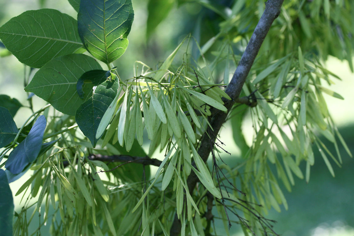 Green Ash (Fraxinus pennsylvanica) CRITICALLY ENDANGERED. Growing in a backyard habitat in NW Georgia (Gordon County), US. <br />
<br />
Fraxinus pennsylvanica is one of the most dominant ashes in the United states and plays a number of critical ecological roles in North American forests. <br />
<br />
Unfortunately, this ash (along with many other species of ash) are on the rapid decline as a result of the introduction of the Emerald Ash Borer beetle to the US from Asia in the 1990s. Climate change is also a major contributor in the rapid spread of this pest insect.  The IUCN Red List has declared the Green Ash a Critically Endangered species, and it is fast on its way to becoming extinct.<br />
<figure class="photo"><a href="https://www.jungledragon.com/image/61359/green_ash_fraxinus_pennsylvanica.html" title="Green Ash (Fraxinus pennsylvanica)"><img src="https://s3.amazonaws.com/media.jungledragon.com/images/3231/61359_thumb.jpg?AWSAccessKeyId=05GMT0V3GWVNE7GGM1R2&Expires=1767225610&Signature=Er9CTYV4VzZso%2FxmG4d7QybkORU%3D" width="102" height="152" alt="Green Ash (Fraxinus pennsylvanica) CRITICALLY ENDANGERED. Growing in a backyard habitat in NW Georgia (Gordon County), US. <br />
<br />
Fraxinus pennsylvanica is one of the most dominant ashes in the United states and plays a number of critical ecological roles in North American forests. <br />
<br />
Unfortunately, this ash (along with many other species of ash) are on the rapid decline as a result of the introduction of the Emerald Ash Borer beetle to the US from Asia in the 1990s. Climate change is also a major contributor in the rapid spread of this pest insect. The IUCN Red List has declared the Green Ash a Critically Endangered species, and it is fast on its way to becoming extinct.<br />
https://www.jungledragon.com/image/61357/green_ash_fraxinus_pennsylvanica.html Fraxinus pennsylvanica,Geotagged,Spring,United States" /></a></figure> Fraxinus pennsylvanica,Geotagged,Spring,United States