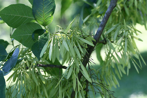 Green Ash (Fraxinus pennsylvanica) CRITICALLY ENDANGERED. Growing in a backyard habitat in NW Georgia (Gordon County), US. 

Fraxinus pennsylvanica is one of the most dominant ashes in the United states and plays a number of critical ecological roles in North American forests. 

Unfortunately, this ash (along with many other species of ash) are on the rapid decline as a result of the introduction of the Emerald Ash Borer beetle to the US from Asia in the 1990s. Climate change is also a major contributor in the rapid spread of this pest insect.  The IUCN Red List has declared the Green Ash a Critically Endangered species, and it is fast on its way to becoming extinct.
https://www.jungledragon.com/image/61359/green_ash_fraxinus_pennsylvanica.html Fraxinus pennsylvanica,Geotagged,Spring,United States