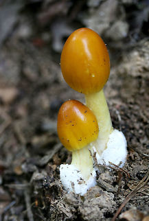 The Yellow Caesar (Amanita banningiana) Growing on the side of a ridge in a dense mixed hardwood/coniferous forest in NW Georgia (Gordon County), US. June 10, 2018.

Gills are white. Stipe pale yellow. 
https://www.jungledragon.com/image/61380/amanita_sect._caesareae.html Amanita banningiana,Geotagged,Spring,The Yellow Caesar,United States,amanita,amanita sect. caesareae,fungi,fungus,mushroom,mushrooms