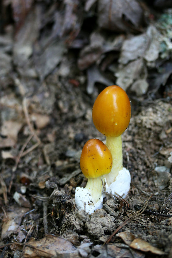 The Yellow Caesar (Amanita banningiana) Growing on the side of a ridge in a dense mixed hardwood/coniferous forest in NW Georgia (Gordon County), US. June 10, 2018.<br />
<br />
Gills are white. Stipe pale yellow.<br />
<figure class="photo"><a href="https://www.jungledragon.com/image/61379/the_yellow_caesar_amanita_banningiana.html" title="The Yellow Caesar (Amanita banningiana)"><img src="https://s3.amazonaws.com/media.jungledragon.com/images/3231/61379_thumb.jpg?AWSAccessKeyId=05GMT0V3GWVNE7GGM1R2&Expires=1769040010&Signature=QRF6Dr4dWWpkMJEP2U8c9mHpDlU%3D" width="104" height="152" alt="The Yellow Caesar (Amanita banningiana) Growing on the side of a ridge in a dense mixed hardwood/coniferous forest in NW Georgia (Gordon County), US. June 10, 2018.<br />
<br />
Gills are white. Stipe pale yellow. <br />
https://www.jungledragon.com/image/61380/amanita_sect._caesareae.html Amanita banningiana,Geotagged,Spring,The Yellow Caesar,United States,amanita,amanita sect. caesareae,fungi,fungus,mushroom,mushrooms" /></a></figure> Amanita banningiana,Geotagged,Spring,The Yellow Caesar,United States,amanita,amanita sect. caesareae,fungi,fungus,mushroom,mushrooms