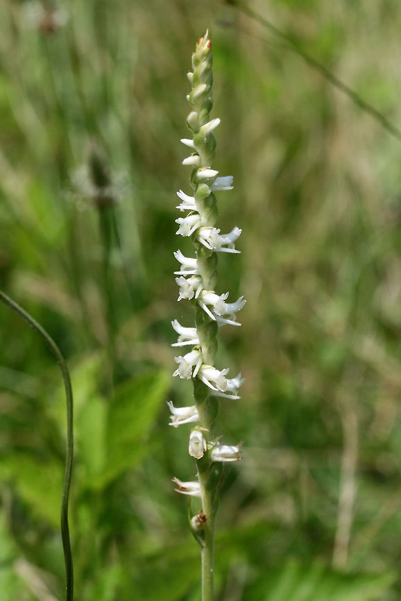 Spring Ladies' Tresses (Spiranthes vernalis) Growing in an overgrown backyard habitat in NW Georgia (Gordon County), US.<br />
<figure class="photo"><a href="https://www.jungledragon.com/image/61394/spring_ladies_tresses_spiranthes_vernalis.html" title="Spring Ladies&#039; Tresses (Spiranthes vernalis)"><img src="https://s3.amazonaws.com/media.jungledragon.com/images/3231/61394_thumb.jpg?AWSAccessKeyId=05GMT0V3GWVNE7GGM1R2&Expires=1767225610&Signature=TBVKZsEPm1xdy1nKJdREQdb2hyg%3D" width="200" height="200" alt="Spring Ladies&#039; Tresses (Spiranthes vernalis) Growing in an overgrown backyard habitat in NW Georgia (Gordon County), US.<br />
https://www.jungledragon.com/image/61392/spring_ladies_tresses_spiranthes_vernalis.html<br />
https://www.jungledragon.com/image/61393/spring_ladies_tresses_spiranthes_vernalis.html Geotagged,Spiranthes vernalis,Spring,Spring Ladies&#039; Tresses,United States" /></a></figure><br />
<figure class="photo"><a href="https://www.jungledragon.com/image/61393/spring_ladies_tresses_spiranthes_vernalis.html" title="Spring Ladies&#039; Tresses (Spiranthes vernalis)"><img src="https://s3.amazonaws.com/media.jungledragon.com/images/3231/61393_thumb.jpg?AWSAccessKeyId=05GMT0V3GWVNE7GGM1R2&Expires=1767225610&Signature=FCJwZsKVjopplchsfG31PJFGO6U%3D" width="110" height="152" alt="Spring Ladies&#039; Tresses (Spiranthes vernalis) Growing in an overgrown backyard habitat in NW Georgia (Gordon County), US.<br />
https://www.jungledragon.com/image/61394/spring_ladies_tresses_spiranthes_vernalis.html<br />
https://www.jungledragon.com/image/61392/spring_ladies_tresses_spiranthes_vernalis.html Geotagged,Spiranthes vernalis,Spring,Spring Ladies&#039; Tresses,United States" /></a></figure> Geotagged,Spiranthes vernalis,Spring,Spring Ladies' Tresses,United States
