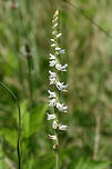 Spring Ladies' Tresses (Spiranthes vernalis) Growing in an overgrown backyard habitat in NW Georgia (Gordon County), US.<br />
https://www.jungledragon.com/image/61394/spring_ladies_tresses_spiranthes_vernalis.html<br />
https://www.jungledragon.com/image/61393/spring_ladies_tresses_spiranthes_vernalis.html Geotagged,Spiranthes vernalis,Spring,Spring Ladies' Tresses,United States