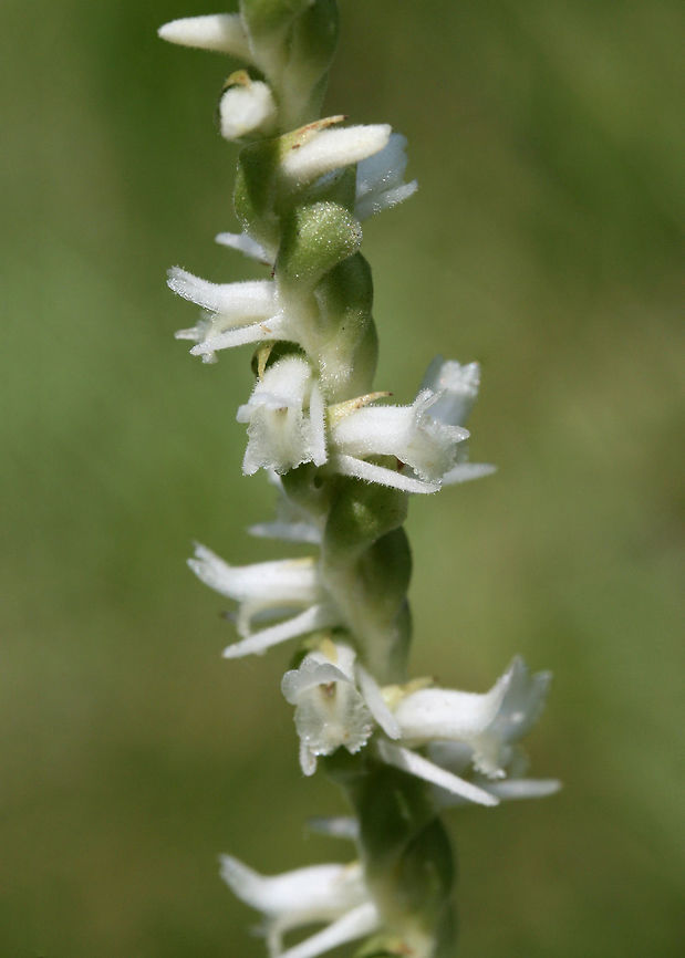 Spring Ladies' Tresses (Spiranthes vernalis) Growing in an overgrown backyard habitat in NW Georgia (Gordon County), US.<br />
<figure class="photo"><a href="https://www.jungledragon.com/image/61394/spring_ladies_tresses_spiranthes_vernalis.html" title="Spring Ladies&#039; Tresses (Spiranthes vernalis)"><img src="https://s3.amazonaws.com/media.jungledragon.com/images/3231/61394_thumb.jpg?AWSAccessKeyId=05GMT0V3GWVNE7GGM1R2&Expires=1767225610&Signature=TBVKZsEPm1xdy1nKJdREQdb2hyg%3D" width="200" height="200" alt="Spring Ladies&#039; Tresses (Spiranthes vernalis) Growing in an overgrown backyard habitat in NW Georgia (Gordon County), US.<br />
https://www.jungledragon.com/image/61392/spring_ladies_tresses_spiranthes_vernalis.html<br />
https://www.jungledragon.com/image/61393/spring_ladies_tresses_spiranthes_vernalis.html Geotagged,Spiranthes vernalis,Spring,Spring Ladies&#039; Tresses,United States" /></a></figure><br />
<figure class="photo"><a href="https://www.jungledragon.com/image/61392/spring_ladies_tresses_spiranthes_vernalis.html" title="Spring Ladies&#039; Tresses (Spiranthes vernalis)"><img src="https://s3.amazonaws.com/media.jungledragon.com/images/3231/61392_thumb.jpg?AWSAccessKeyId=05GMT0V3GWVNE7GGM1R2&Expires=1767225610&Signature=4turRfpy6Z7NsKafIJUoca6p2cA%3D" width="102" height="152" alt="Spring Ladies&#039; Tresses (Spiranthes vernalis) Growing in an overgrown backyard habitat in NW Georgia (Gordon County), US.<br />
https://www.jungledragon.com/image/61394/spring_ladies_tresses_spiranthes_vernalis.html<br />
https://www.jungledragon.com/image/61393/spring_ladies_tresses_spiranthes_vernalis.html Geotagged,Spiranthes vernalis,Spring,Spring Ladies&#039; Tresses,United States" /></a></figure> Geotagged,Spiranthes vernalis,Spring,Spring Ladies' Tresses,United States