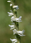 Spring Ladies' Tresses (Spiranthes vernalis) Growing in an overgrown backyard habitat in NW Georgia (Gordon County), US.<br />
https://www.jungledragon.com/image/61394/spring_ladies_tresses_spiranthes_vernalis.html<br />
https://www.jungledragon.com/image/61392/spring_ladies_tresses_spiranthes_vernalis.html Geotagged,Spiranthes vernalis,Spring,Spring Ladies' Tresses,United States