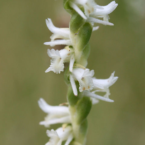 Spring Ladies' Tresses (Spiranthes vernalis) Growing in an overgrown backyard habitat in NW Georgia (Gordon County), US.
https://www.jungledragon.com/image/61392/spring_ladies_tresses_spiranthes_vernalis.html
https://www.jungledragon.com/image/61393/spring_ladies_tresses_spiranthes_vernalis.html Geotagged,Spiranthes vernalis,Spring,Spring Ladies' Tresses,United States