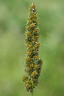 Brown Fox Sedge (Carex vulpinoidea) NATIVE. Growing in an overgrown backyard habitat/meadow in NW Georgia (Gordon County), US.
https://www.jungledragon.com/image/61447/brown_fox_sedge_carex_vulpinoidea.html Carex vulpinoidea,Geotagged,Spring,United States