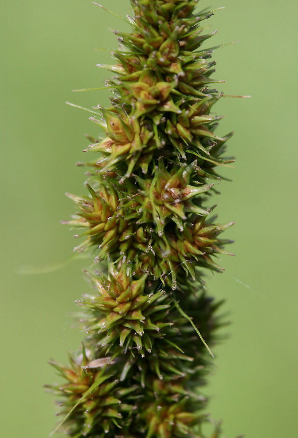 Brown Fox Sedge (Carex vulpinoidea) NATIVE. Growing in an overgrown backyard habitat/meadow in NW Georgia (Gordon County), US.<br />
<figure class="photo"><a href="https://www.jungledragon.com/image/61446/brown_fox_sedge_carex_vulpinoidea.html" title="Brown Fox Sedge (Carex vulpinoidea)"><img src="https://s3.amazonaws.com/media.jungledragon.com/images/3231/61446_thumb.jpg?AWSAccessKeyId=05GMT0V3GWVNE7GGM1R2&Expires=1769040010&Signature=4GiJmiw4EsPQ1gEngzpin2sXmNo%3D" width="102" height="152" alt="Brown Fox Sedge (Carex vulpinoidea) NATIVE. Growing in an overgrown backyard habitat/meadow in NW Georgia (Gordon County), US.<br />
https://www.jungledragon.com/image/61447/brown_fox_sedge_carex_vulpinoidea.html Carex vulpinoidea,Geotagged,Spring,United States" /></a></figure> Carex vulpinoidea,Geotagged,Spring,United States