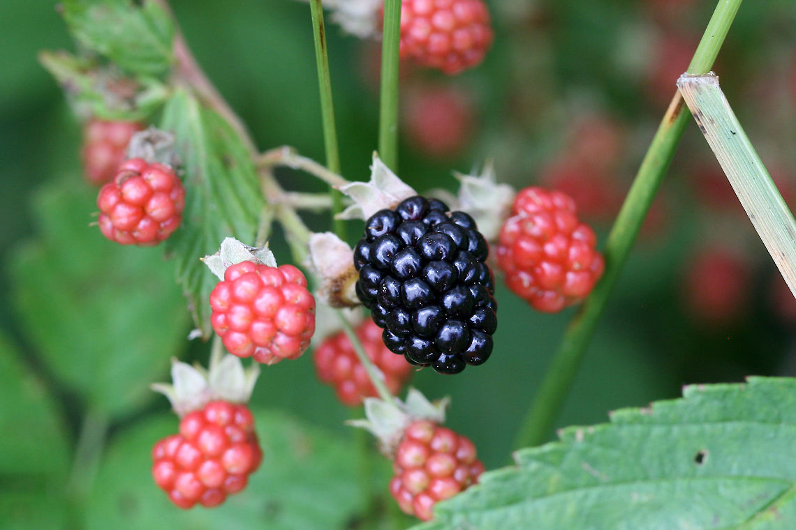 Allegheny Blackberry (Rubus allegheniensis) Growing in a backyard habitat in NW Georgia (Gordon County), US.<br />
<br />
Rubus allegheniensis is a species of bramble that is commonplace in Georgia and throughout the eastern US. It can often be found growing in large patches on roadsides, in meadows, and along streams. Its fruits are edible and quite delicious! <br />
<br />
<figure class="photo"><a href="https://www.jungledragon.com/image/61457/allegheny_blackberry_rubus_allegheniensis.html" title="Allegheny Blackberry (Rubus allegheniensis)"><img src="https://s3.amazonaws.com/media.jungledragon.com/images/3231/61457_thumb.jpg?AWSAccessKeyId=05GMT0V3GWVNE7GGM1R2&Expires=1767225610&Signature=MtEzpEXEu7NelUzk6DZpnZsYaeM%3D" width="200" height="134" alt="Allegheny Blackberry (Rubus allegheniensis) Growing in a backyard habitat in NW Georgia (Gordon County), US.<br />
<br />
Rubus allegheniensis is a species of bramble that is commonplace in Georgia and throughout the eastern US. It can often be found growing in large patches on roadsides, in meadows, and along streams. Its fruits are edible and quite delicious! <br />
https://www.jungledragon.com/image/61456/allegheny_blackberry_rubus_allegheniensis.html<br />
<br />
Blooms from around a month ago:<br />
https://www.jungledragon.com/image/59857/allegheny_blackberry_rubus_allegheniensis.html Allegheny blackberry,Geotagged,Rubus allegheniensis,Spring,United States" /></a></figure><br />
<br />
Blooms from around a month ago:<br />
<figure class="photo"><a href="https://www.jungledragon.com/image/59857/allegheny_blackberry_rubus_allegheniensis.html" title="Allegheny Blackberry (Rubus allegheniensis)"><img src="https://s3.amazonaws.com/media.jungledragon.com/images/3231/59857_thumb.JPG?AWSAccessKeyId=05GMT0V3GWVNE7GGM1R2&Expires=1767225610&Signature=sAwIcUZycNOi%2BeSuLdivyQ1xxWY%3D" width="200" height="134" alt="Allegheny Blackberry (Rubus allegheniensis) Growing in a backyard habitat in NW Georgia (Gordon County), US.<br />
<br />
Rubus allegheniensis is a species of bramble that is commonplace in Georgia and throughout the eastern US. It can often be found growing in large patches on roadsides, in meadows, and along streams. Its fruits are edible and quite delicious!<br />
<br />
https://www.jungledragon.com/image/59858/american_blackberry_rubus_allegheniensis.html Geotagged,Rubus allegheniensis,Spring,United States" /></a></figure> Allegheny blackberry,Geotagged,Rubus allegheniensis,Spring,United States