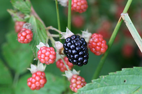 Allegheny Blackberry (Rubus allegheniensis) Growing in a backyard habitat in NW Georgia (Gordon County), US.
Rubus allegheniensis is a species of bramble that is commonplace in Georgia and throughout the eastern US. It can often be found growing in large patches on roadsides, in meadows, and along streams. Its fruits are edible and quite delicious! 
https://www.jungledragon.com/image/61457/allegheny_blackberry_rubus_allegheniensis.html
Blooms from around a month ago:
https://www.jungledragon.com/image/59857/american_blackberry_rubus_allegheniensis.html Allegheny blackberry,Geotagged,Rubus allegheniensis,Spring,United States