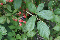 Allegheny Blackberry (Rubus allegheniensis) Growing in a backyard habitat in NW Georgia (Gordon County), US.<br />
<br />
Rubus allegheniensis is a species of bramble that is commonplace in Georgia and throughout the eastern US. It can often be found growing in large patches on roadsides, in meadows, and along streams. Its fruits are edible and quite delicious! <br />
https://www.jungledragon.com/image/61456/allegheny_blackberry_rubus_allegheniensis.html<br />
<br />
Blooms from around a month ago:<br />
https://www.jungledragon.com/image/59857/allegheny_blackberry_rubus_allegheniensis.html Allegheny blackberry,Geotagged,Rubus allegheniensis,Spring,United States