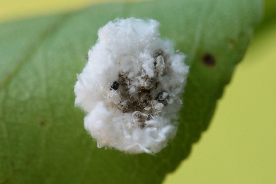 Debris-carrying Chrysopid (lacewing) Larva This is a classic case of " the wolf in sheep's clothing." Lacewing larvae have been known to craft themselves "cloaks" of organic debris (often including the carcasses of previous victims) in order to sneak past ants and feast upon aphids. Ants and aphids have a symbiotic relationship in which the former protects the latter in exchange for precious honeydew.<br />
<br />
On a Bradford Pear (Pyrus calleryana) leaf in a backyard habitat in NW Georgia (Gordon County), US. Unfortunately, I couldn't get a clear shot of the larva beneath. It realized that it had been spotted and tried to escape me!<br />
<figure class="photo"><a href="https://www.jungledragon.com/image/61459/debris-carrying_chrysopid_lacewing_larva.html" title="Debris-carrying Chrysopid (lacewing) Larva"><img src="https://s3.amazonaws.com/media.jungledragon.com/images/3231/61459_thumb.jpg?AWSAccessKeyId=05GMT0V3GWVNE7GGM1R2&Expires=1769040010&Signature=uRk0gXTMZ%2BEkHCKjaZ%2FRJT7RFDM%3D" width="200" height="134" alt="Debris-carrying Chrysopid (lacewing) Larva This is a classic case of " the wolf in sheep's clothing." Lacewing larvae have been known to craft themselves "cloaks" of organic debris (often including the carcasses of previous victims) in order to sneak past ants and feast upon aphids. Ants and aphids have a symbiotic relationship in which the former protects the latter in exchange for precious honeydew.<br />
<br />
On a Bradford Pear (Pyrus calleryana) leaf in a backyard habitat in NW Georgia (Gordon County), US. Unfortunately, I couldn't get a clear shot of the larva beneath. It realized that it had been spotted and tried to escape me!<br />
https://www.jungledragon.com/image/61458/debris-carrying_chrysopid_lacewing_larva.html<br />
<br />
Here are some videos I found on Youtube. Unfortunately, I do not have a great video camera, so these will give you an idea of type of the movement it exhibited.<br />
https://www.youtube.com/watch?v=V3FZrbkrLnw<br />
https://www.youtube.com/watch?v=q_6VmVFWPSc<br />
 https://youtu.be/Rw_NTpj7n6s Chrysopidae,Debris-carrying Chrysopid,Geotagged,Spring,United States,insect,insecta,lacewing,lacewing larva" /></a></figure><br />
<br />
Here are some videos I found on Youtube. Unfortunately, I do not have a great video camera, so these will give you an idea of type of the movement it exhibited.<br />
<section class="video"><iframe width="448" height="282" src="https://www.youtube-nocookie.com/embed/V3FZrbkrLnw?hd=1&autoplay=0&rel=0" frameborder="0" allowfullscreen></iframe></section><br />
<section class="video"><iframe width="448" height="282" src="https://www.youtube-nocookie.com/embed/q_6VmVFWPSc?hd=1&autoplay=0&rel=0" frameborder="0" allowfullscreen></iframe></section><br />
 <section class="video"><iframe width="448" height="282" src="https://www.youtube-nocookie.com/embed/Rw_NTpj7n6s?hd=1&autoplay=0&rel=0" frameborder="0" allowfullscreen></iframe></section> Chrysopidae,Debris-carrying Chrysopid,Geotagged,Spring,United States,insect,insecta,lacewing,lacewing larva